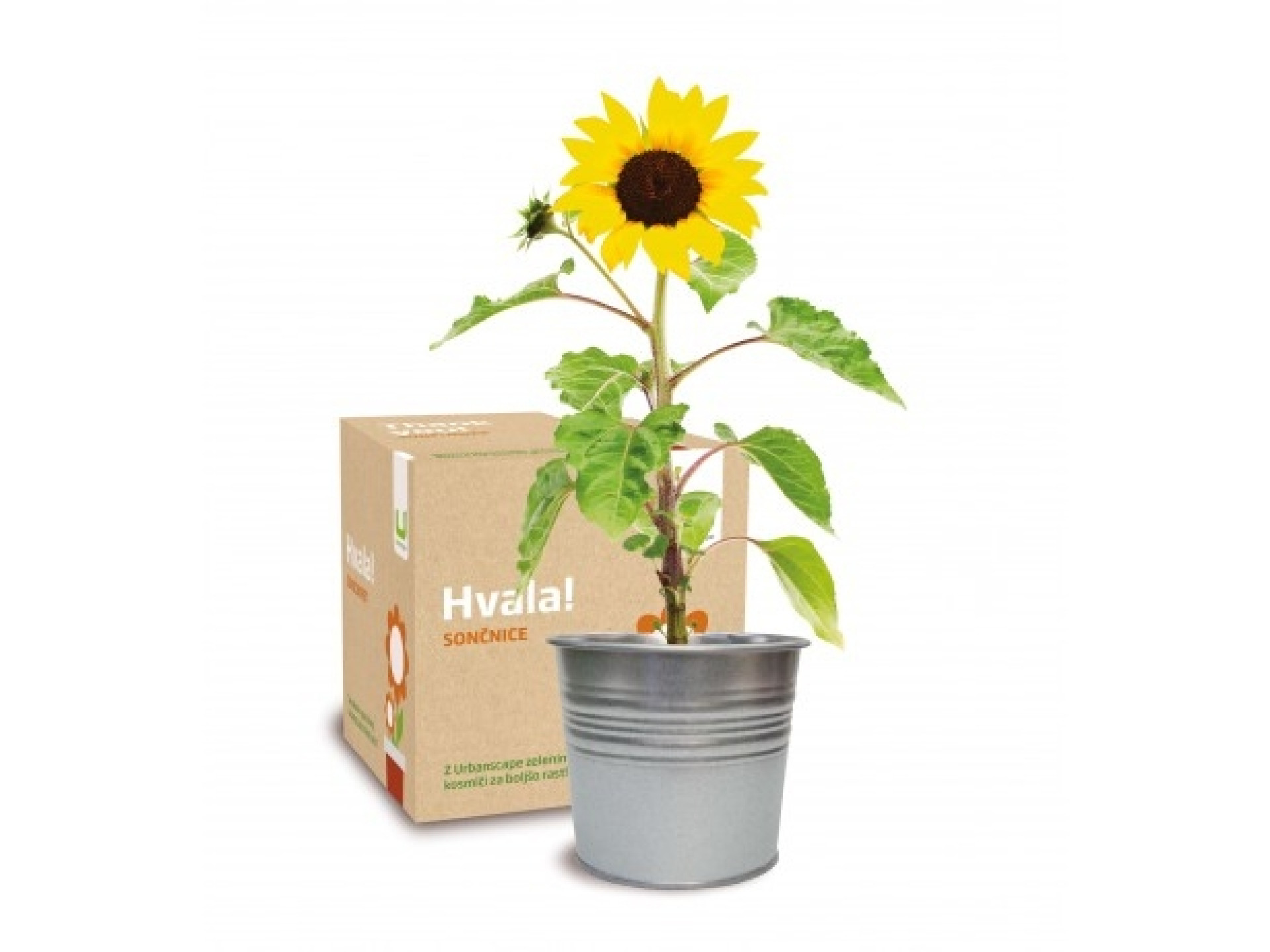 Darilni komplet Hvala!